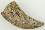 Serrated, .6" Dromaeosaurid Theropod (Acheroraptor) Tooth - Montana - #204042-1